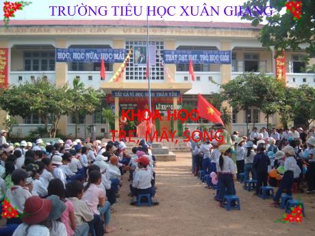 Bài giảng Khoa học Lớp 5 - Bài 22: Tre, mây, song - Trường Tiểu học Xuân Giang